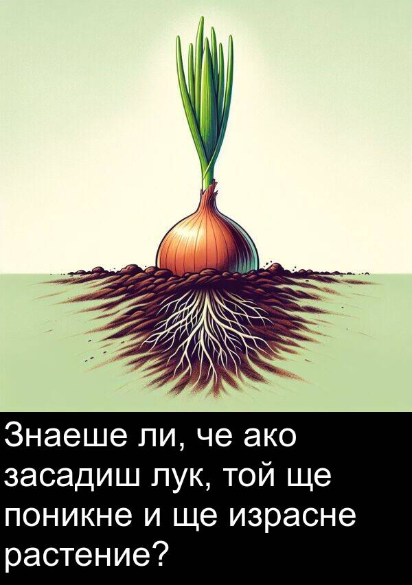 ако: Знаеше ли, че ако засадиш лук, той ще поникне и ще израсне растение?