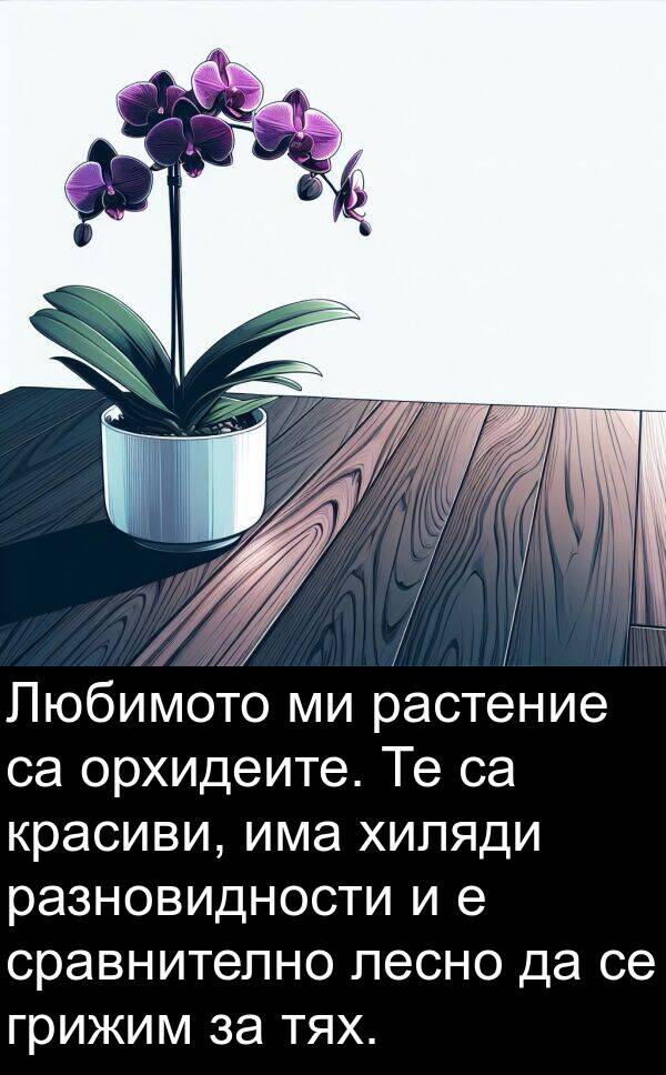 хиляди: Любимото ми растение са орхидеите. Те са красиви, има хиляди разновидности и е сравнително лесно да се грижим за тях.