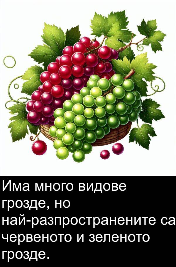 видове: Има много видове грозде, но най-разпространените са червеното и зеленото грозде.