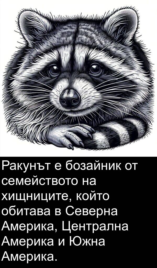 бозайник: Ракунът е бозайник от семейството на хищниците, който обитава в Северна Америка, Централна Америка и Южна Америка.