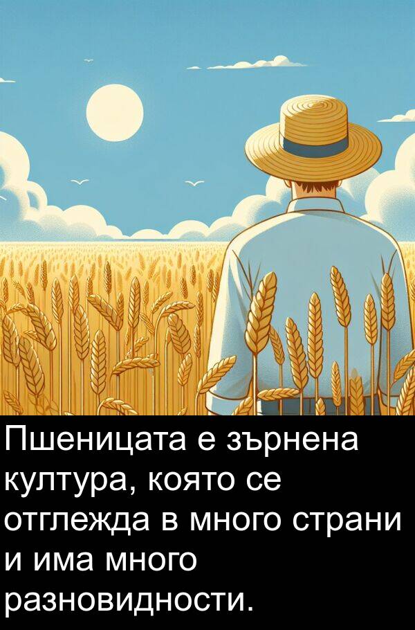 култура: Пшеницата е зърнена култура, която се отглежда в много страни и има много разновидности.