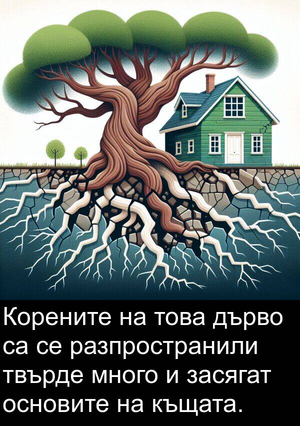 засягат: Корените на това дърво са се разпространили твърде много и засягат основите на къщата.