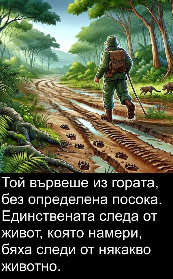 животно: Той вървеше из гората, без определена посока. Единствената следа от живот, която намери, бяха следи от някакво животно.