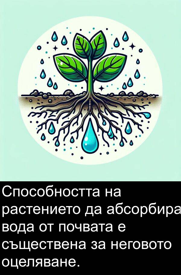 абсорбира: Способността на растението да абсорбира вода от почвата е съществена за неговото оцеляване.