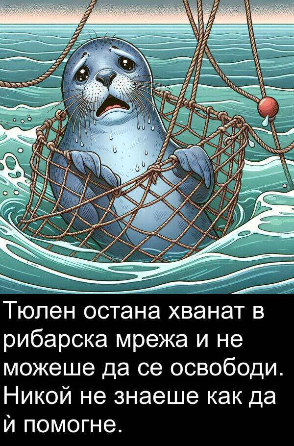 знаеше: Тюлен остана хванат в рибарска мрежа и не можеше да се освободи. Никой не знаеше как да ѝ помогне.