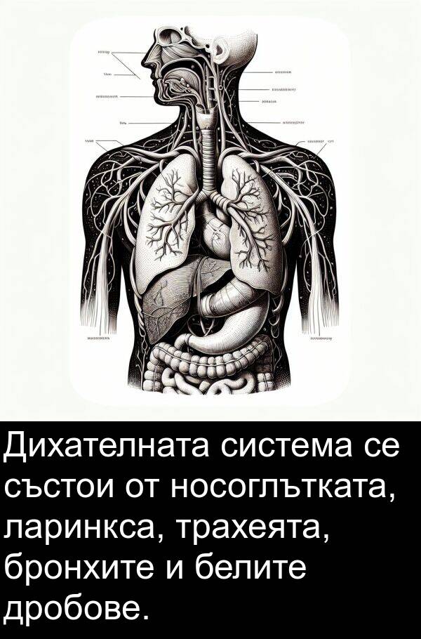 бронхите: Дихателната система се състои от носоглътката, ларинкса, трахеята, бронхите и белите дробове.