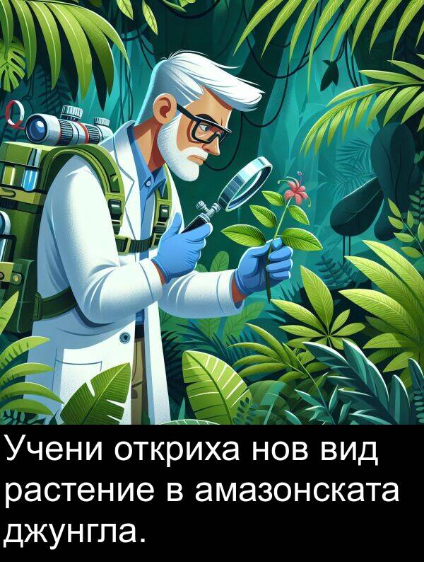 джунгла: Учени откриха нов вид растение в амазонската джунгла.