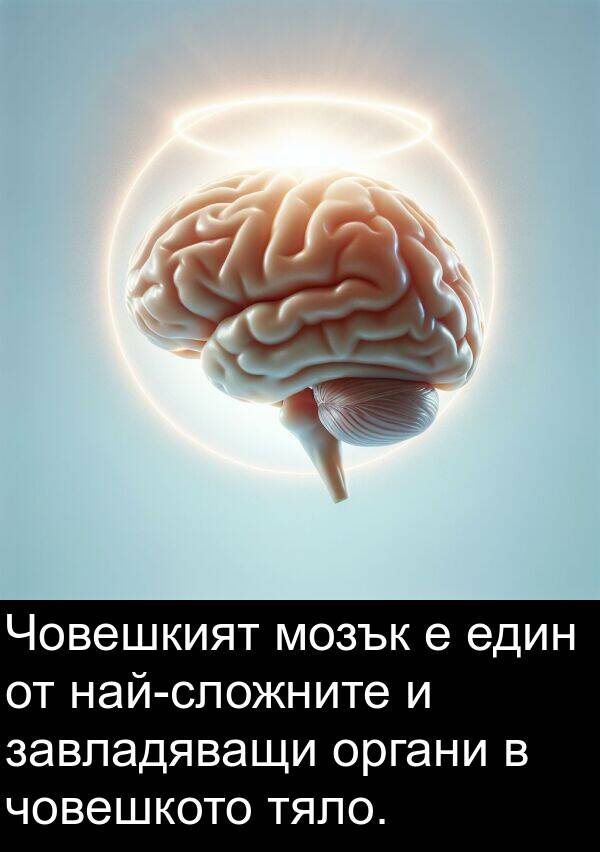 мозък: Човешкият мозък е един от най-сложните и завладяващи органи в човешкото тяло.