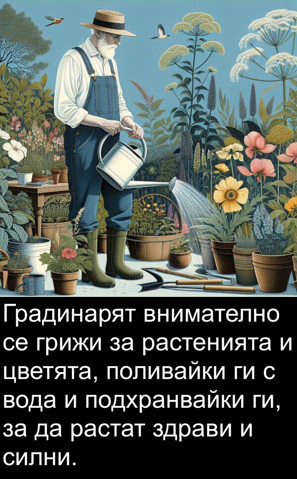 здрави: Градинарят внимателно се грижи за растенията и цветята, поливайки ги с вода и подхранвайки ги, за да растат здрави и силни.