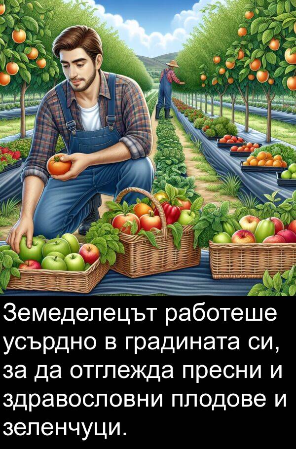 зеленчуци: Земеделецът работеше усърдно в градината си, за да отглежда пресни и здравословни плодове и зеленчуци.