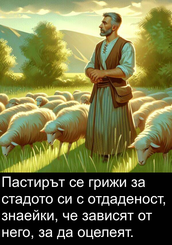 знаейки: Пастирът се грижи за стадото си с отдаденост, знаейки, че зависят от него, за да оцелеят.