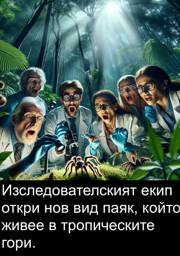 паяк: Изследователският екип откри нов вид паяк, който живее в тропическите гори.