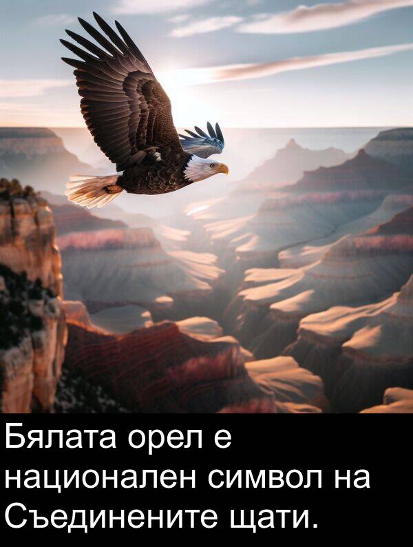 щати: Бялата орел е национален символ на Съединените щати.