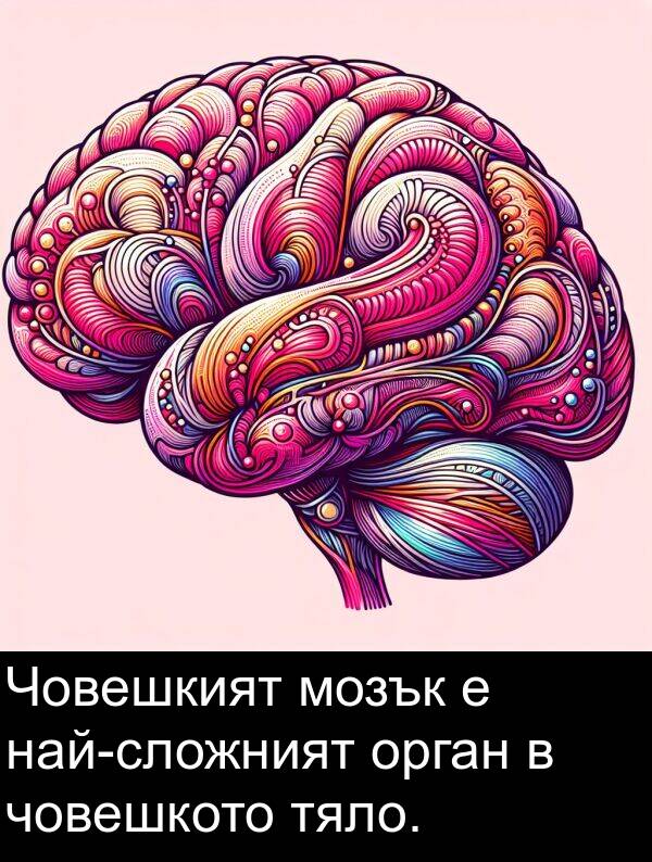 мозък: Човешкият мозък е най-сложният орган в човешкото тяло.