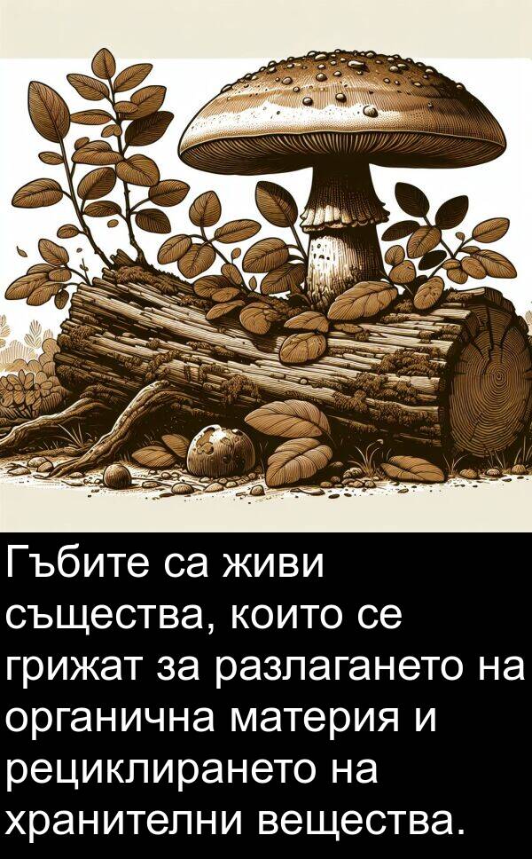 живи: Гъбите са живи същества, които се грижат за разлагането на органична материя и рециклирането на хранителни вещества.