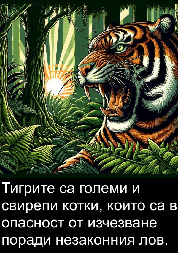 големи: Тигрите са големи и свирепи котки, които са в опасност от изчезване поради незаконния лов.