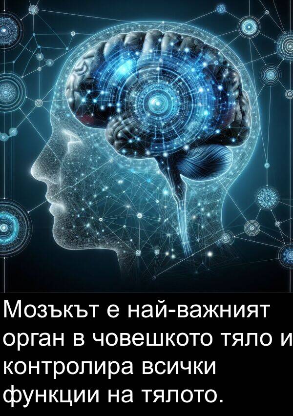 функции: Мозъкът е най-важният орган в човешкото тяло и контролира всички функции на тялото.