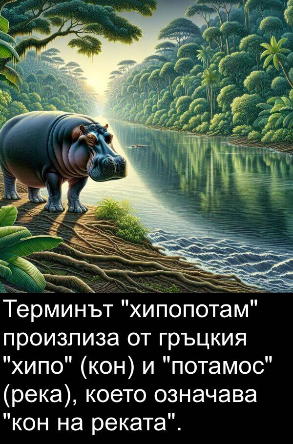 произлиза: Терминът "хипопотам" произлиза от гръцкия "хипо" (кон) и "потамос" (река), което означава "кон на реката".