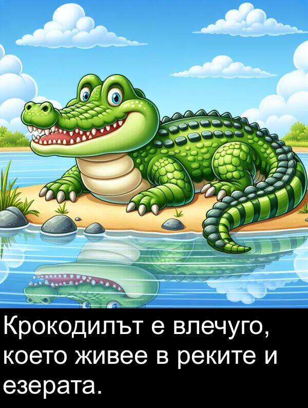 живее: Крокодилът е влечуго, което живее в реките и езерата.