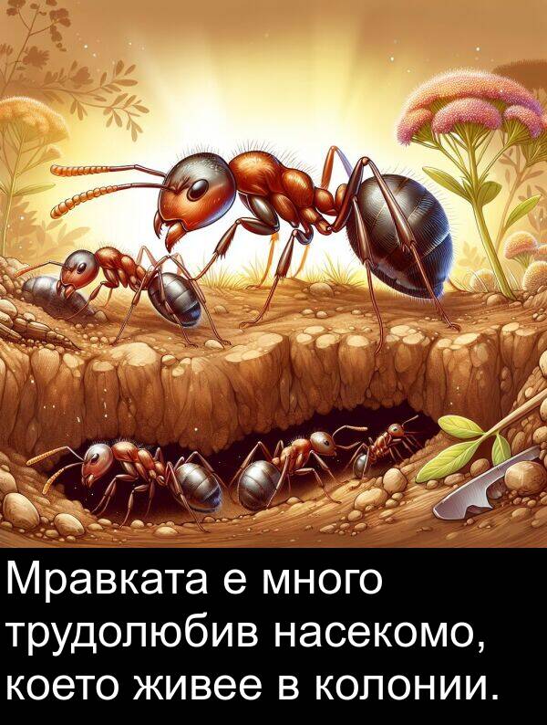 живее: Мравката е много трудолюбив насекомо, което живее в колонии.