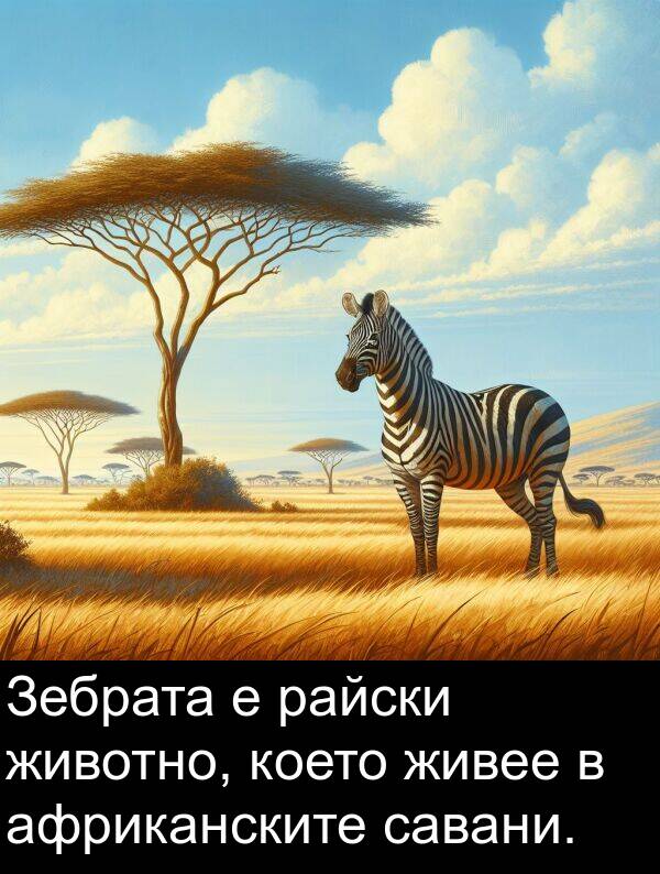 животно: Зебрата е райски животно, което живее в африканските савани.