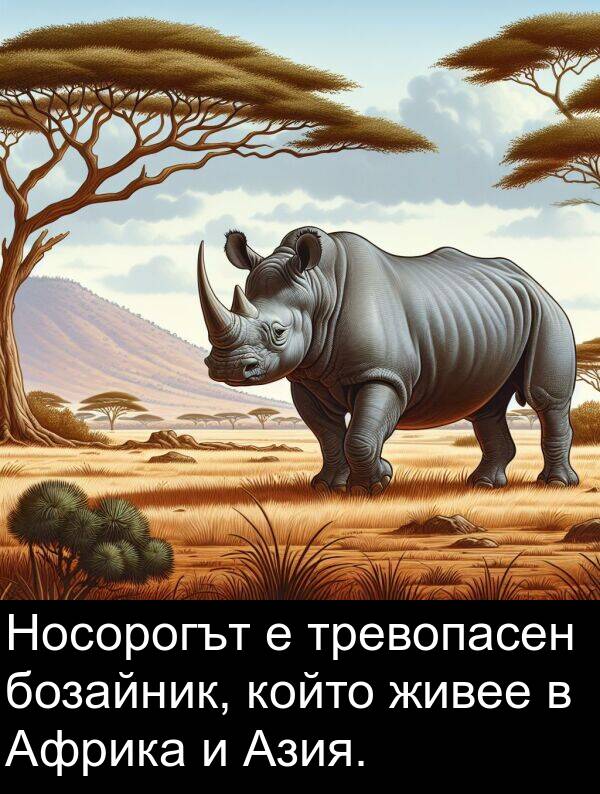 живее: Носорогът е тревопасен бозайник, който живее в Африка и Азия.