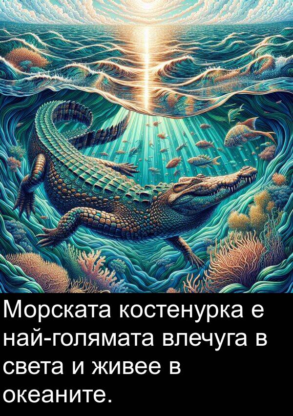 живее: Морската костенурка е най-голямата влечуга в света и живее в океаните.