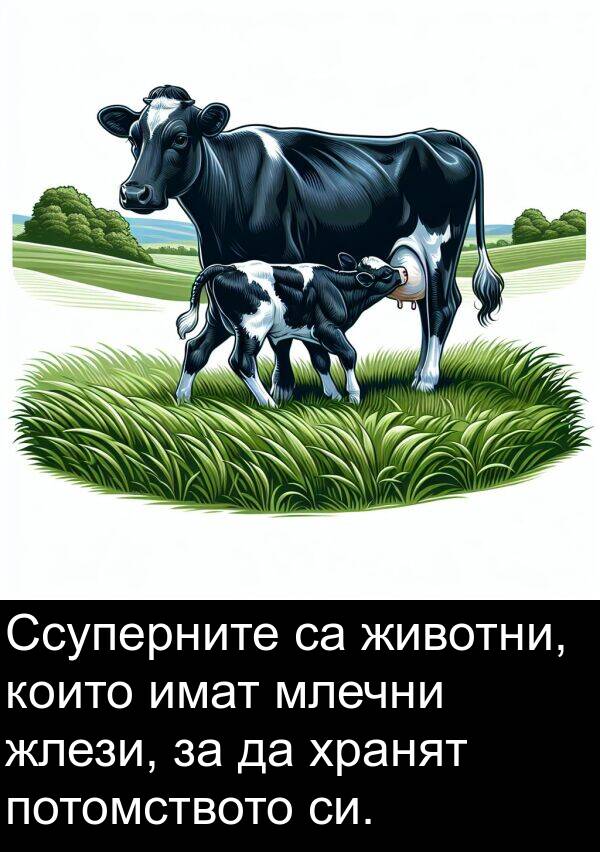 животни: Ссуперните са животни, които имат млечни жлези, за да хранят потомството си.