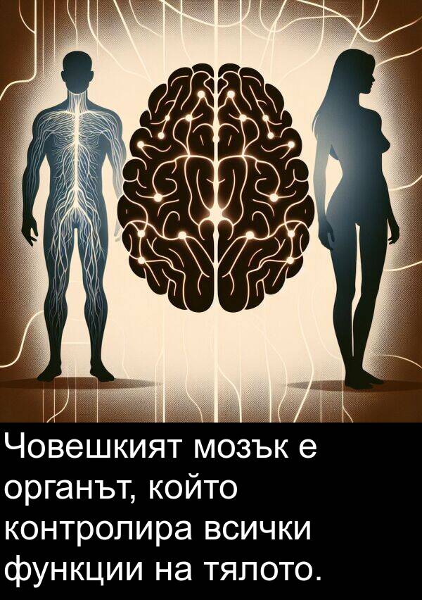 функции: Човешкият мозък е органът, който контролира всички функции на тялото.