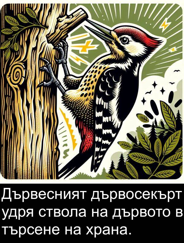 удря: Дървесният дървосекърт удря ствола на дървото в търсене на храна.