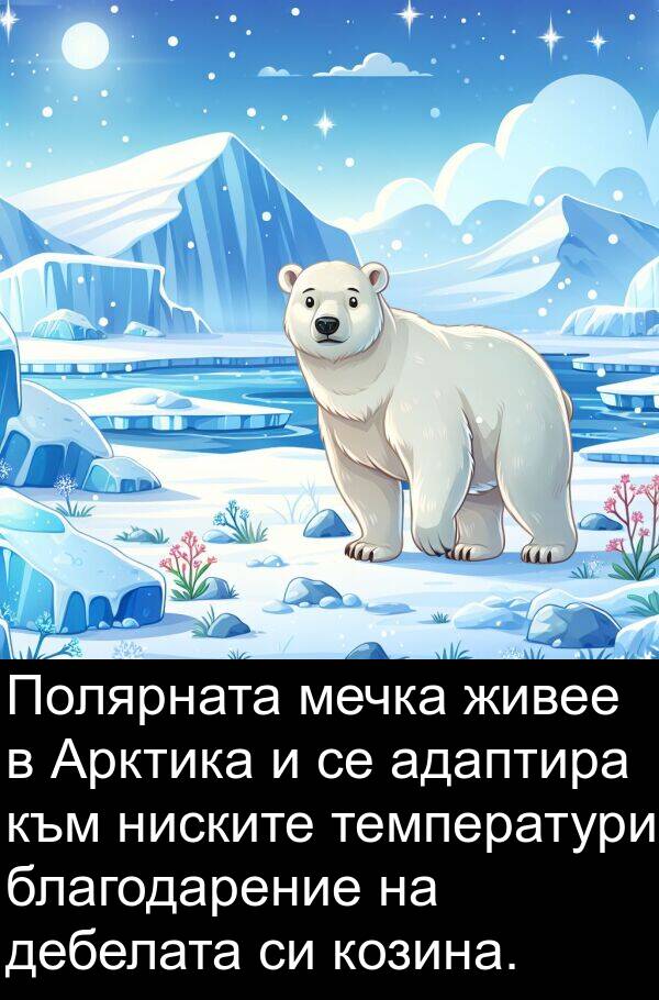 живее: Полярната мечка живее в Арктика и се адаптира към ниските температури благодарение на дебелата си козина.