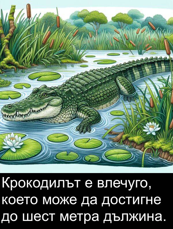 метра: Крокодилът е влечуго, което може да достигне до шест метра дължина.