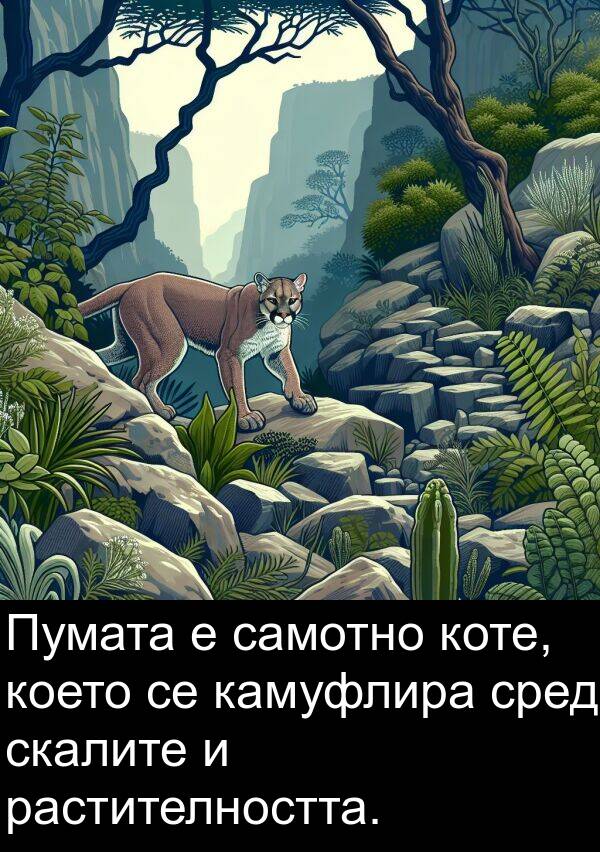 растителността: Пумата е самотно коте, което се камуфлира сред скалите и растителността.