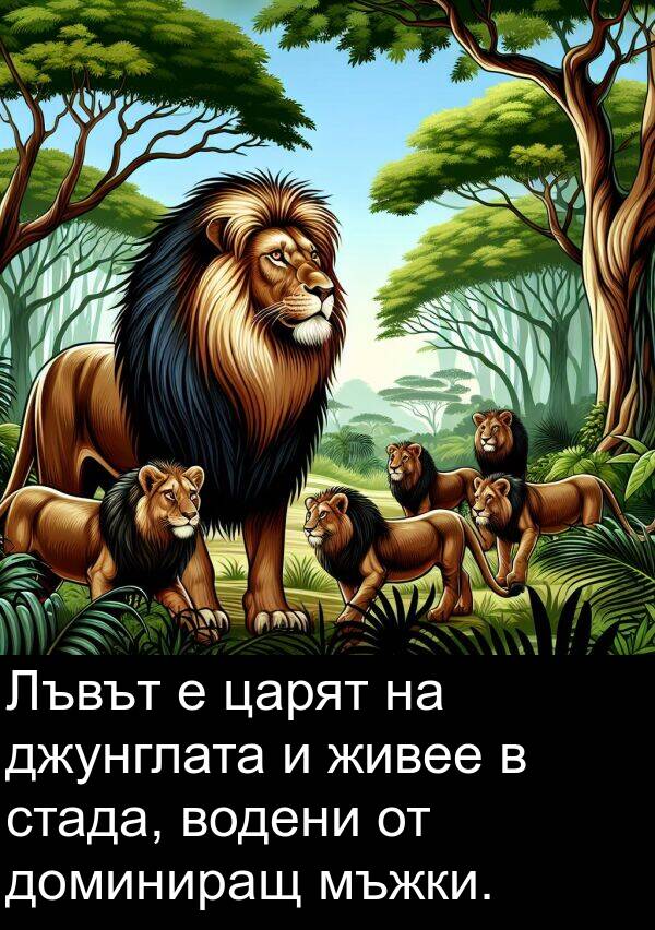 живее: Лъвът е царят на джунглата и живее в стада, водени от доминиращ мъжки.