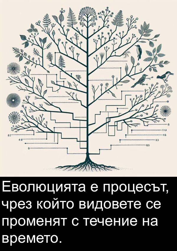 видовете: Еволюцията е процесът, чрез който видовете се променят с течение на времето.