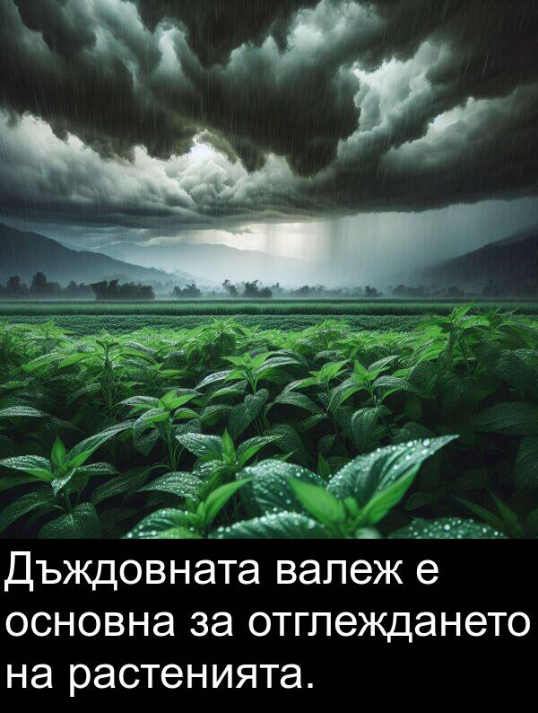 отглеждането: Дъждовната валеж е основна за отглеждането на растенията.