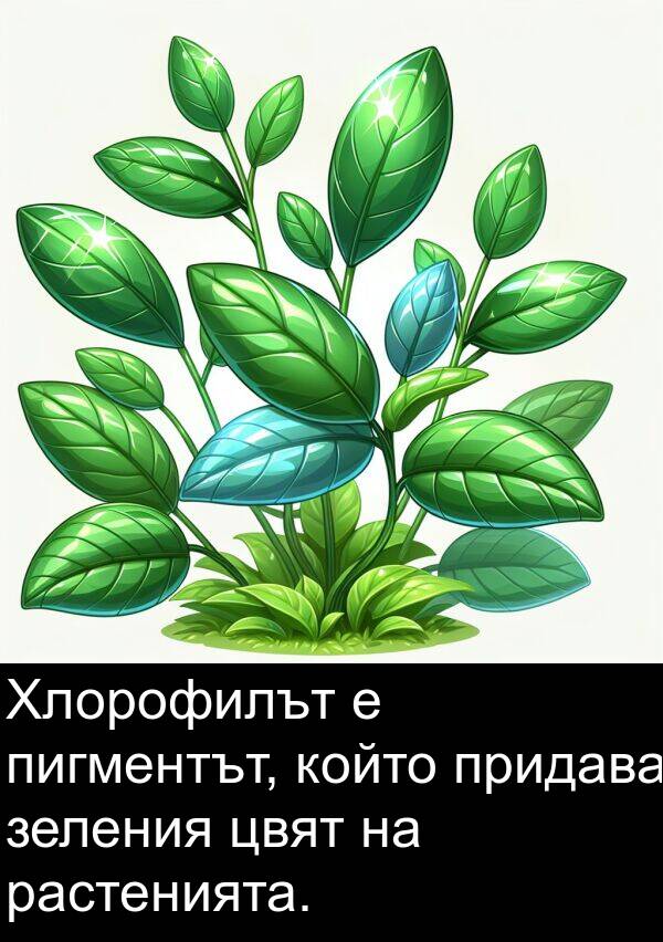 зеления: Хлорофилът е пигментът, който придава зеления цвят на растенията.