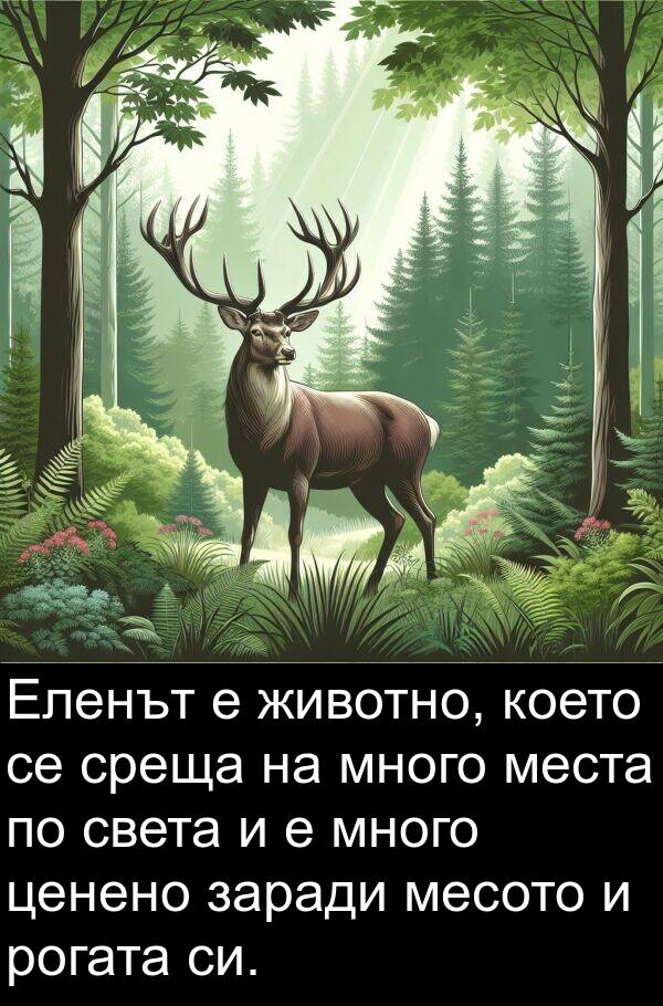 заради: Еленът е животно, което се среща на много места по света и е много ценено заради месото и рогата си.
