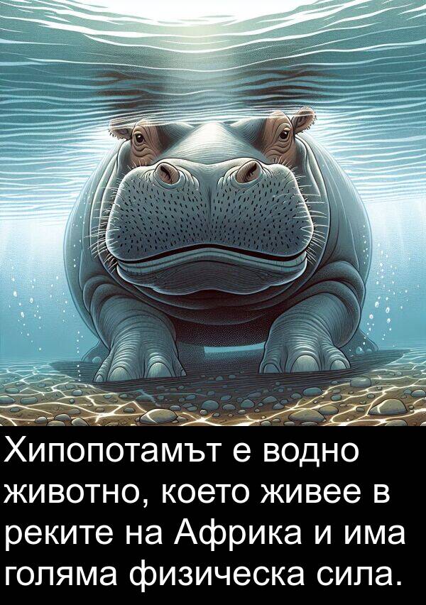 физическа: Хипопотамът е водно животно, което живее в реките на Африка и има голяма физическа сила.