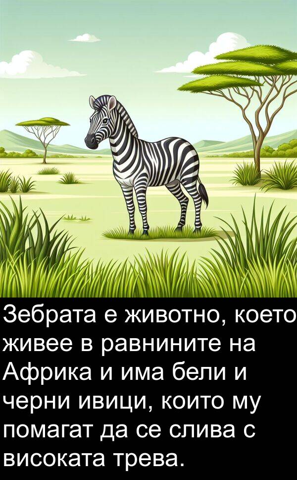 животно: Зебрата е животно, което живее в равнините на Африка и има бели и черни ивици, които му помагат да се слива с високата трева.