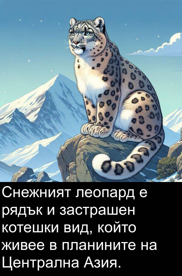 живее: Снежният леопард е рядък и застрашен котешки вид, който живее в планините на Централна Азия.