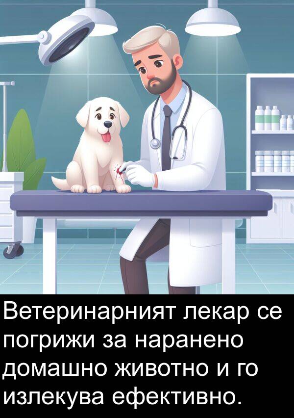 животно: Ветеринарният лекар се погрижи за наранено домашно животно и го излекува ефективно.