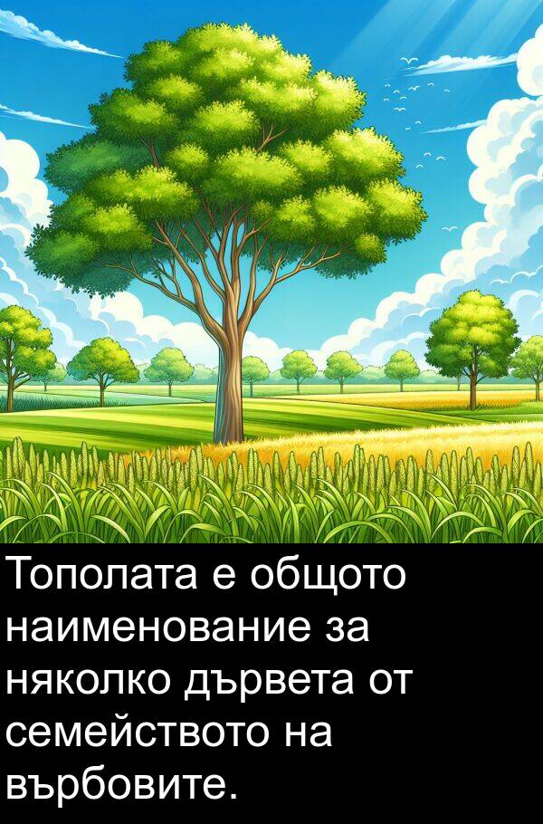 наименование: Тополата е общото наименование за няколко дървета от семейството на върбовите.