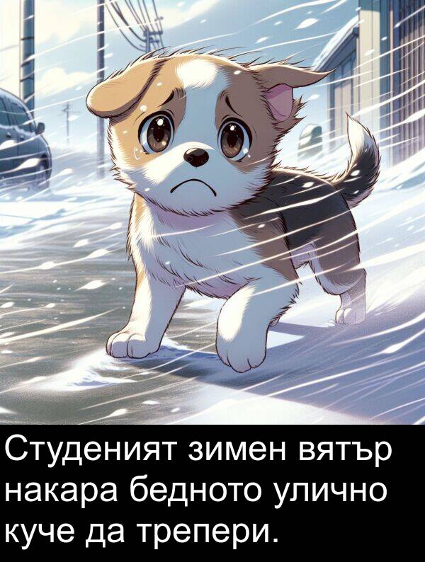 зимен: Студеният зимен вятър накара бедното улично куче да трепери.