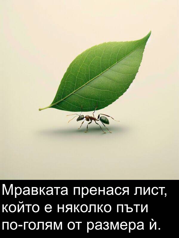 пъти: Мравката пренася лист, който е няколко пъти по-голям от размера ѝ.