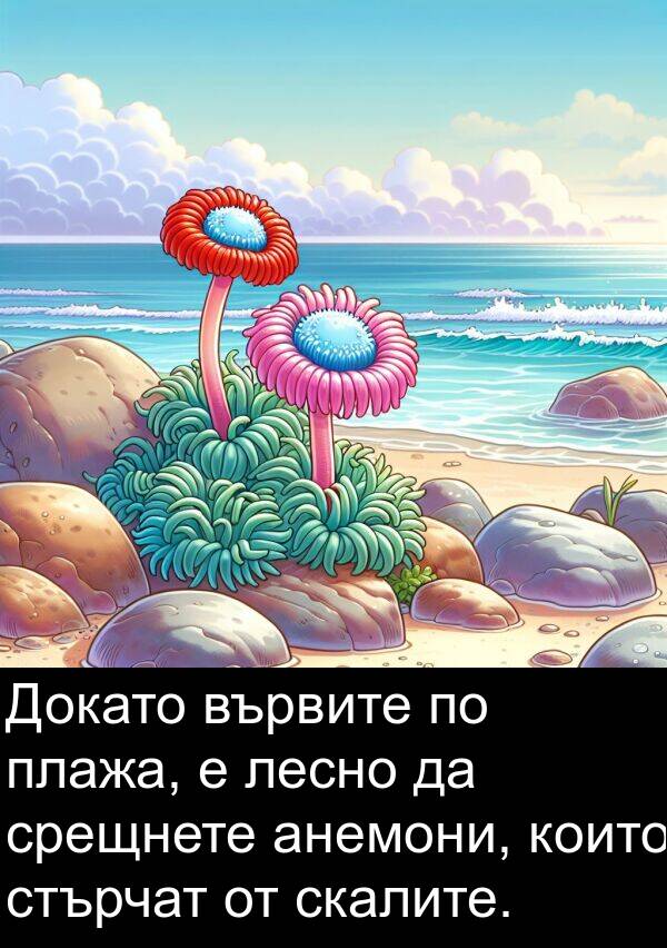 плажа: Докато вървите по плажа, е лесно да срещнете анемони, които стърчат от скалите.