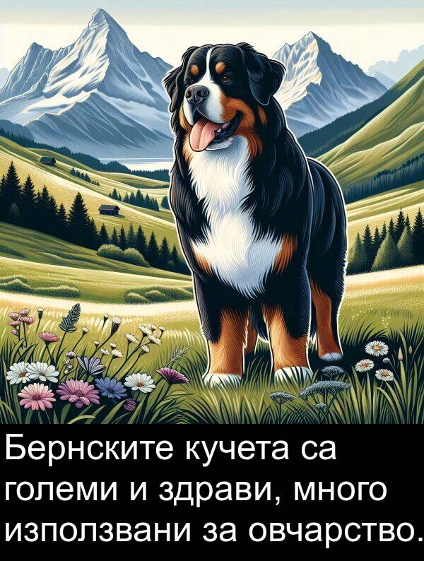 здрави: Бернските кучета са големи и здрави, много използвани за овчарство.