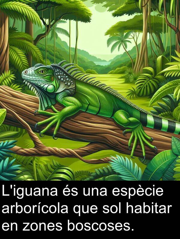 boscoses: L'iguana és una espècie arborícola que sol habitar en zones boscoses.