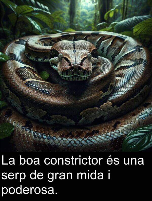 boa: La boa constrictor és una serp de gran mida i poderosa.