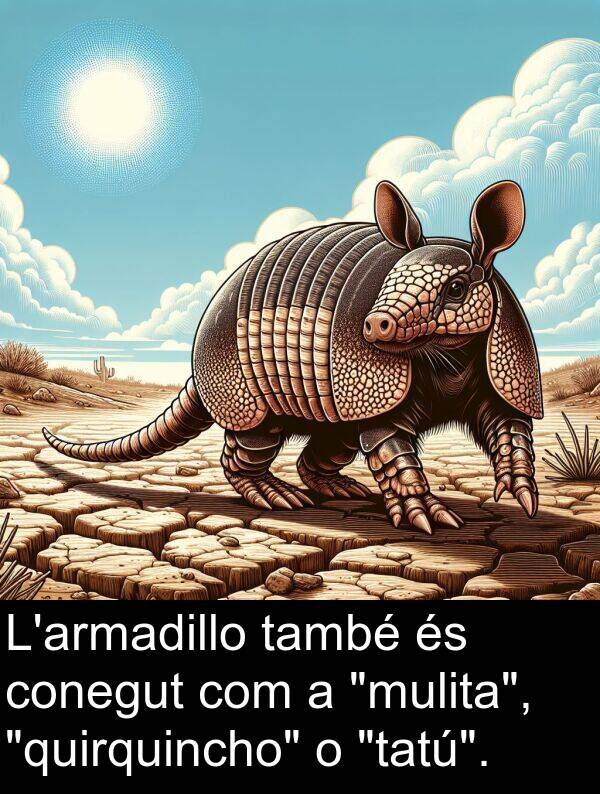 també: L'armadillo també és conegut com a "mulita", "quirquincho" o "tatú".